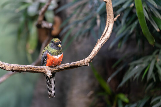 Colorful tropical bird perched on a tree branch in a natural environment. Vibrant plumage with green, red and black colors, wildlife portrait with soft background and selective focus.