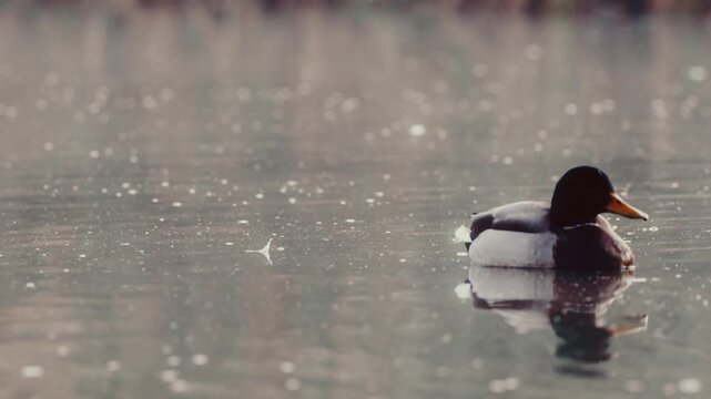 View of a mallard duck swimming in the calm waters of Phoenix Park in Dublin 8, County Dublin, Ireland.