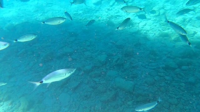 Underwater Shot of a School of Fish Swimming in Clear Blue Sea Water Under a Boat Shadow