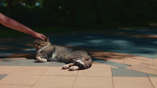 Woman petting a fluffy tabby cat lying on the pavement. Domestic feline resting outdoors enjoys human touch. Animal care, affection and companionship concept.