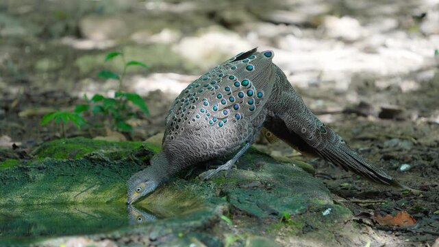 Grey Peacock Pheasant (Polyplectron bicalcaratum) forage on the ground in the forest.