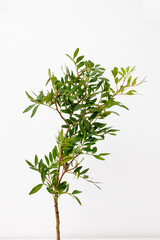 Fototapeta premium Single pistacia branch isolated on white background