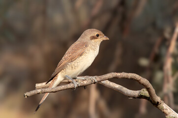 Obraz premium A female Red-backed Shrike (Lanius collurio) perches alertly on a curved bare branch against a softly blurred brown background, tagged under