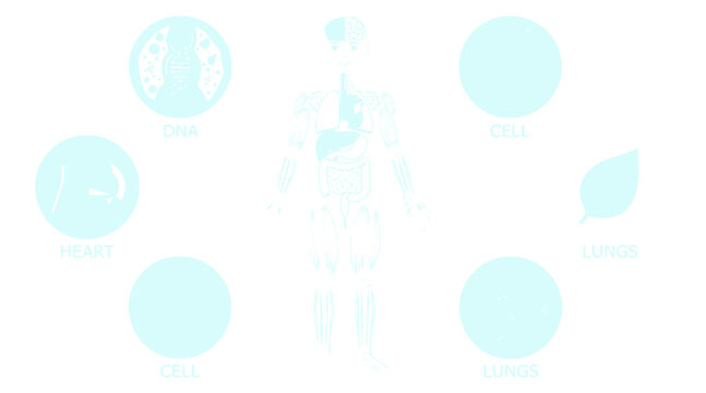 human cell biology infographic