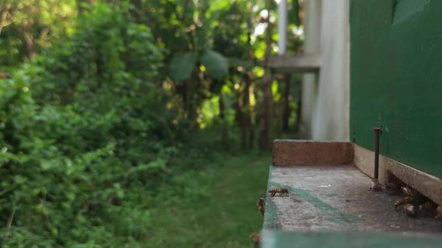 Indian Honey Bees Returning to Beehive, Worker Bees Flying and Landing at Hive Entrance in Lush Green Garden, Natural Bee Behavior, Apiculture and Honey Production