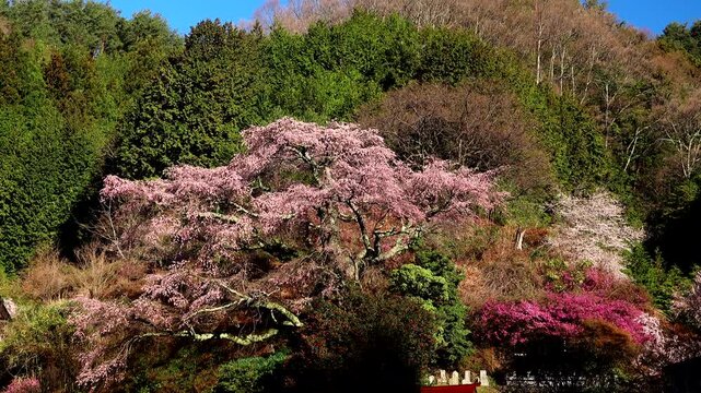 西丸尾のしだれ桜