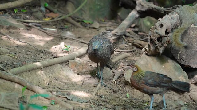 Grey Peacock Pheasant (Polyplectron bicalcaratum) forage on the ground in the forest.