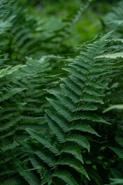 Lush green fern leaves texture close up in a dark tropical forest dramatic summer garden