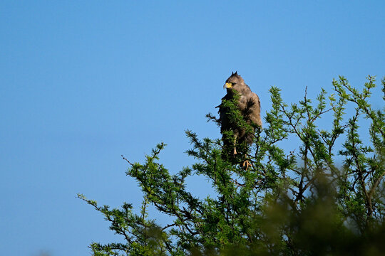 Chaco eagle, or Crowned Solitary Eagle ,Buteogallus coronatus, Endangeres Species in La Pampa Province, Argentina.