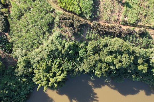 A vegeta&ccedil;&atilde;o da APP - &aacute;rea de preserva&ccedil;&atilde;o permanente, na margem do rio Ribeira de Iguape, na divisa entre os estados do Paran&aacute; e S&atilde;o Paulo, Brasil.