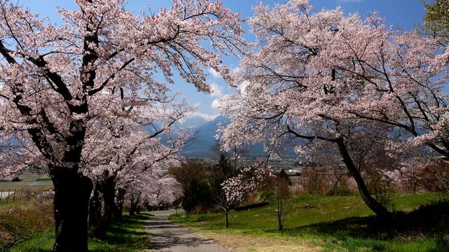 鵜山の桜並木と北アルプス
