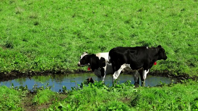 根釧台地のウシの放牧(水あび)