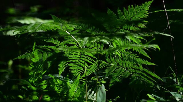 Branches with leaves of fern glow from sunlight in the forest.
