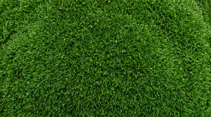 Obraz premium Close Up Moss Green Background