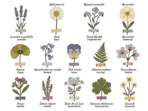 Set of hand drawn botanical plant illustrations with scientific names and green accents showing various herbs flowers and leaves in a vintage ink sketch style