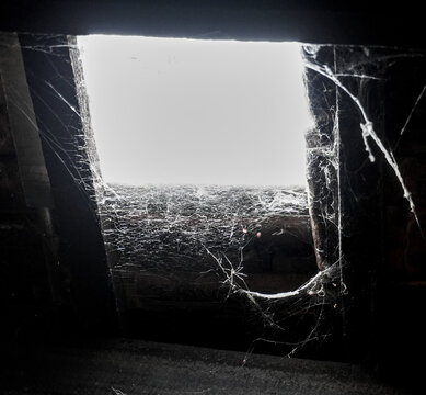cobweb in light