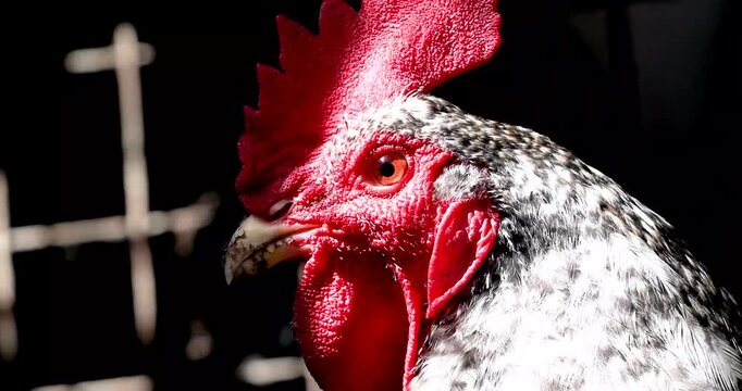 Close-up of a speckled rooster with hens in a henhouse. Farm.