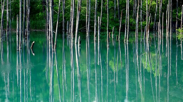 青い池