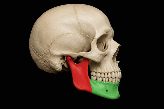 A side view of a human skull model with the tongue colored red and the jaw/teeth area partially green.
