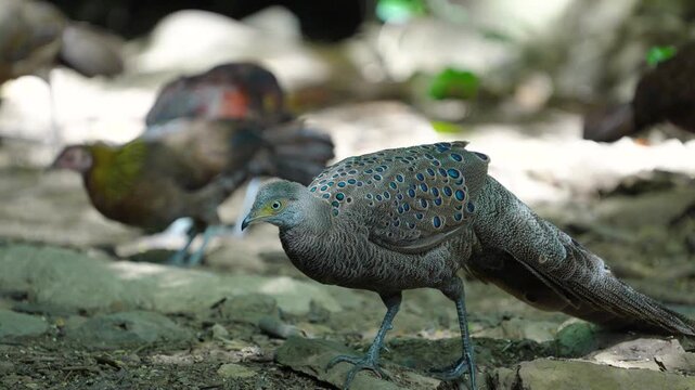Grey Peacock Pheasant (Polyplectron bicalcaratum) forage on the ground in the forest.