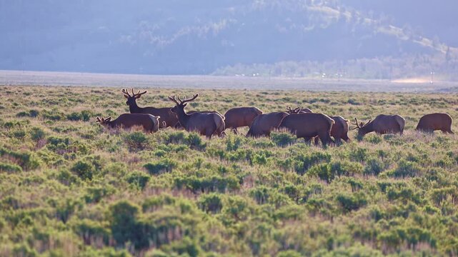 Group of bull elk with antlers grazing in golden grassland at sunrise in Grand Teton National Park
