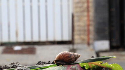 Macro image of a snail on a green leaf with a residential street and motion-blurred motorcycle in the background. © onyengradar