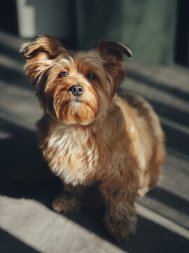 A pet. A fluffy dog ​​sits on the floor and looks at the camera in the sunlight of an apartment.
