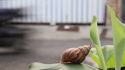 A snail balances on a leaf near a street while blurred traffic creates a dynamic urban backdrop. © onyengradar