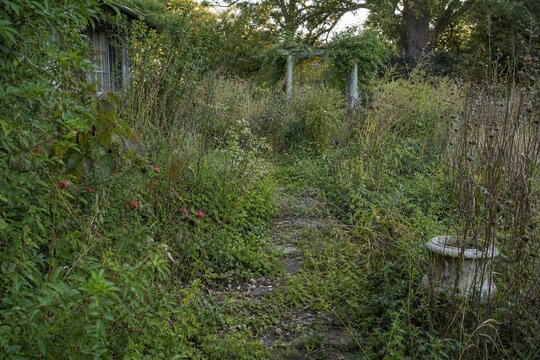 An overgrown garden with tangled plants and weeds under soft, natural daylight.