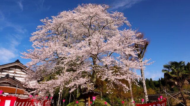 駒つなぎ桜