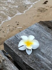 Tropical white frangipani flower on rustic weathered timber by the ocean beach © Its_RDP