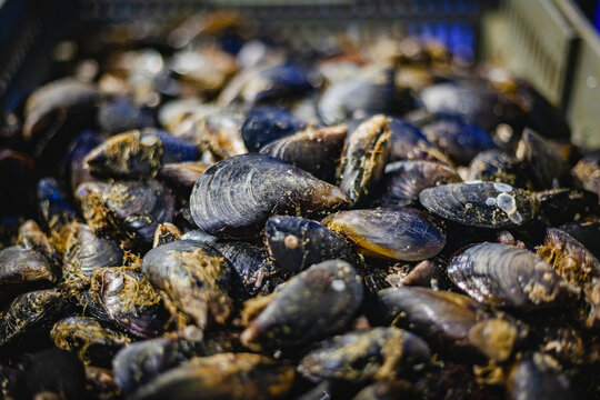 Fresh raw black mussels in crate at fish market