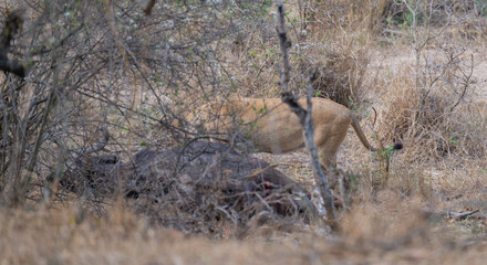 Löwen beim fressen nach einem Büffelriss im Busch vom Krüger National Park - Kruger Nationalpark Südafrika © Natascha