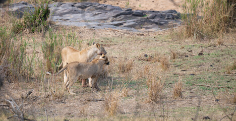 Löwe im Busch vom Krüger National Park - Kruger Nationalpark Südafrika © Natascha