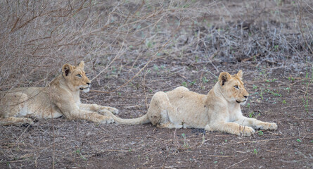 Löwe im Busch vom Krüger National Park - Kruger Nationalpark Südafrika © Natascha