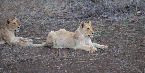 Löwe im Busch vom Krüger National Park - Kruger Nationalpark Südafrika © Natascha