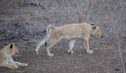 Löwin oder Löwe im Busch vom Krüger National Park - Kruger Nationalpark Südafrika © Natascha