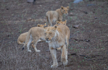 Löwin oder Löwe im Busch vom Krüger National Park - Kruger Nationalpark Südafrika © Natascha