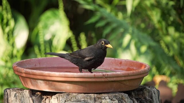 A Eurasian Blackbird (Turdus merula) drinks and bathes in a shallow water basin on a hot summer day, creating playful splashes and refreshing movement in a natural garden setting.