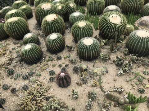 Aerial View of Green Barrel Cactus Garden in Desert