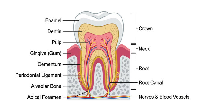 Detailed anatomical illustration of a tooth cross-section with labeled parts, including enamel, dentin, pulp, and nerves on a white background.