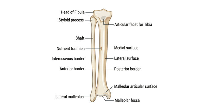 Detailed anatomical illustration of a human fibula with labeled parts on a white background in a medical style with beige tones.