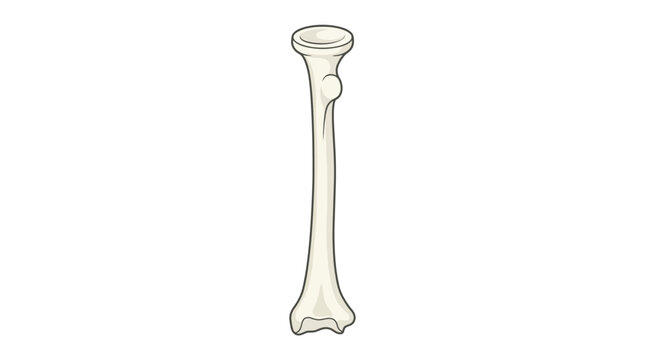 A detailed illustration of a human fibula bone on a white background with a simple line drawing style.