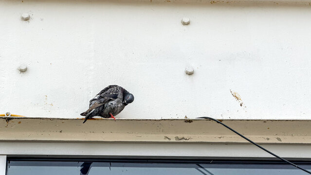 Bird stands on a ledge looking down on a gray surface in an urban area