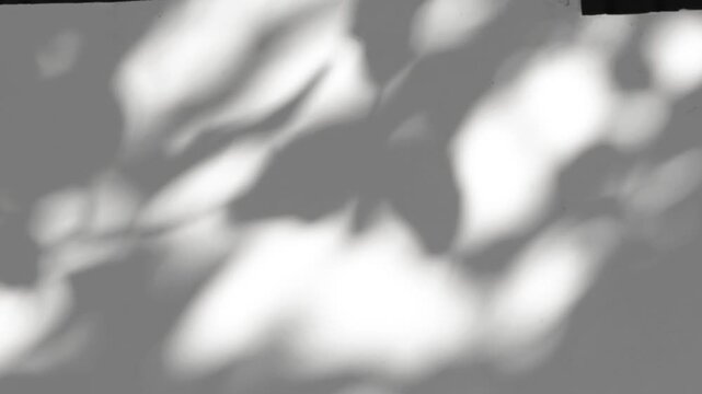 The shadow of a tree sways on a transparent background