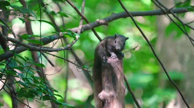 A wild squirrel on a tree stump.