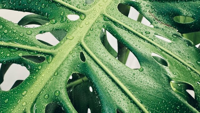 green leaf macro