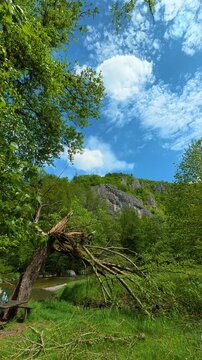 Lush green leaves frame a clear blue sky. Gradac River, Serbia. Vertical