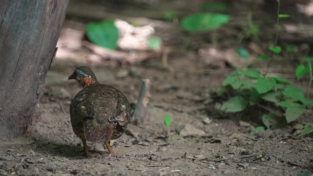 Scaly breasted partridge (Tropicoperdix chloropus) walk for food on the mountain.