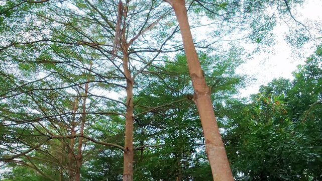 Low-angle tilt-up of Terminalia mantaly trees with layered branches and green canopy. 
